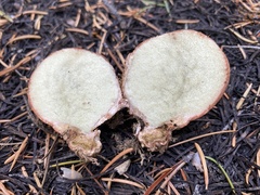 Rhizopogon