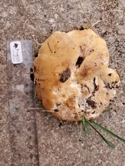 Climacocystis borealis