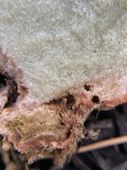 Rhizopogon