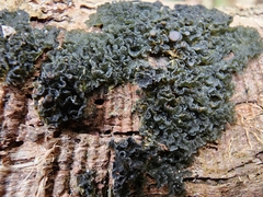Lichinaceae