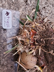 Climacocystis borealis