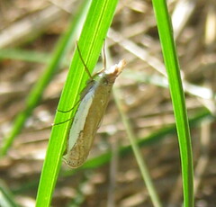 Crambus leachellus