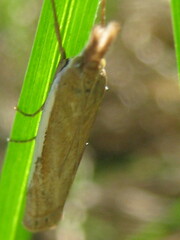 Crambus leachellus