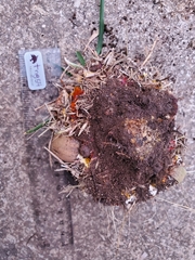 Climacocystis borealis