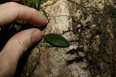 Dendrobium tetragonum