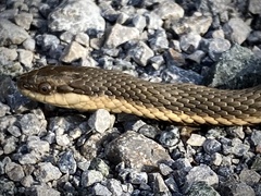 Regina septemvittata