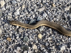 Regina septemvittata