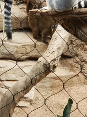 Eulemur collaris
