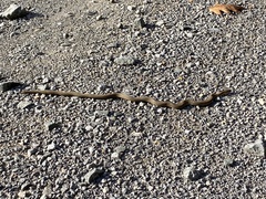 Regina septemvittata