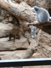 Eulemur collaris