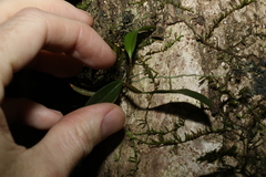Dendrobium tetragonum