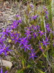 Calectasia intermedia
