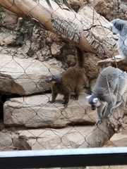 Eulemur collaris