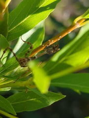 Pseudovates arizonae