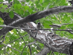 Aegithalos glaucogularis