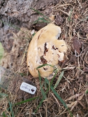 Climacocystis borealis