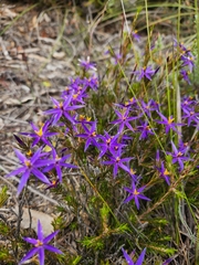 Calectasia intermedia
