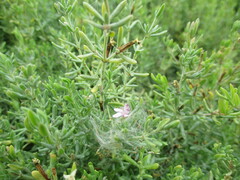 Frankenia salina