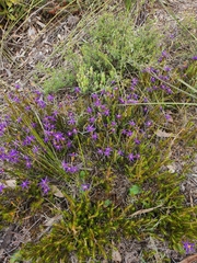 Calectasia intermedia