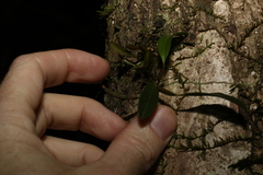 Dendrobium tetragonum