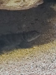 Oplurus cyclurus