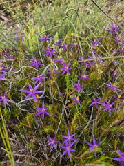Calectasia intermedia