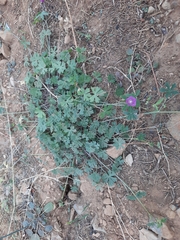 Sidalcea glaucescens