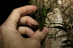 Dendrobium tetragonum