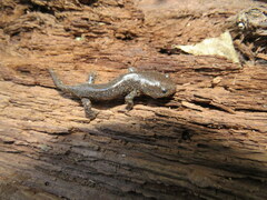 Ambystoma talpoideum