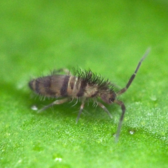 Entomobryomorpha
