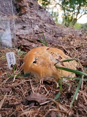 Climacocystis borealis