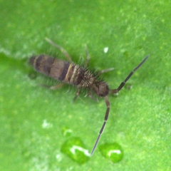 Entomobryomorpha