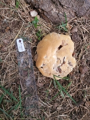 Climacocystis borealis