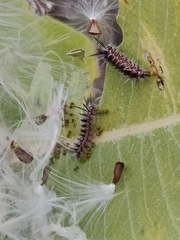 Phaegopterina
