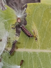 Phaegopterina