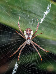 Argiope perforata