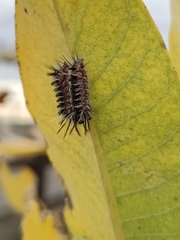 Phaegopterina
