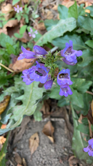 Penstemon serrulatus