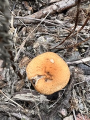 Fungi