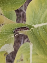 Phaegopterina