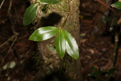 Dendrobium tetragonum
