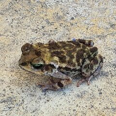 Peltophryne peltocephala