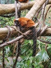 Varecia rubra