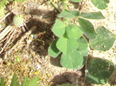 Trifolieae