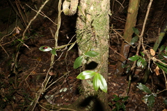 Dendrobium tetragonum