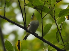 Zosterops erythropleurus