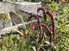 Persicaria extremiorientalis
