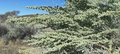 Artemisia tridentata tridentata