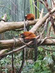 Varecia rubra