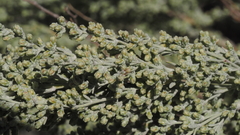 Artemisia tridentata tridentata